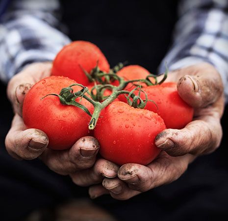 Cà chua 500.000 đồng một cây giống, cả triệu đồng mỗi kg quả